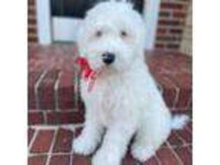 Mutt Puppy for sale in Calhoun, GA, USA