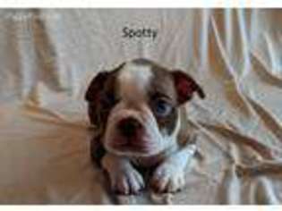 Boston Terrier Puppy for sale in Yucaipa, CA, USA