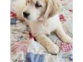 Mutt Puppy for sale in Monmouth, ME, USA