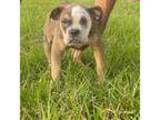 Olde English Bulldogge Puppy for sale in Jacksonville, FL, USA