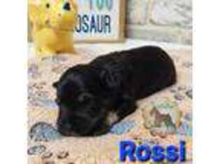 Mutt Puppy for sale in New Boston, TX, USA