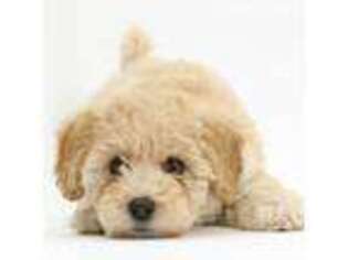 Bichon Frise Puppy for sale in Raleigh, NC, USA
