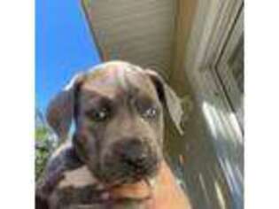 Cane Corso Puppy for sale in Leesburg, FL, USA