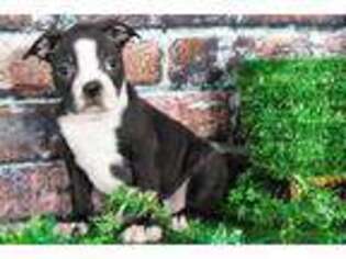 Boston Terrier Puppy for sale in Baltimore, MD, USA