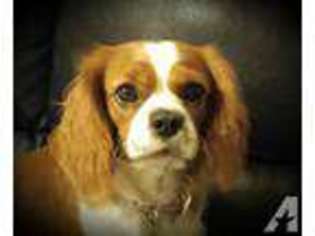 Cavalier King Charles Spaniel Puppy for sale in MESA, AZ, USA