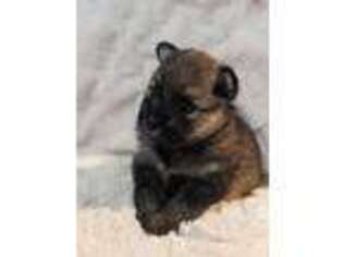 Mutt Puppy for sale in Savoy, MA, USA
