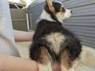 Pembroke Welsh Corgi Puppy for sale in Sacramento, CA, USA
