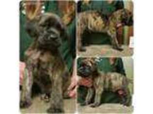 Mastiff Puppy for sale in Atwater, OH, USA