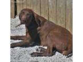 German Shorthaired Pointer Puppy for sale in Bonners Ferry, ID, USA