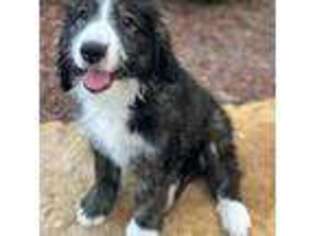 Buggs Puppy for sale in Larkspur, CO, USA