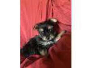 Mutt Puppy for sale in Rockingham, NC, USA