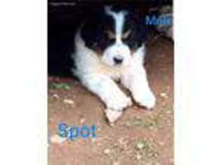 Bernese Mountain Dog Puppy for sale in Falls Mills, VA, USA