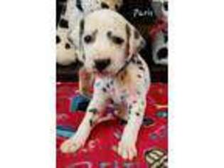 Dalmatian Puppy for sale in Rock Hill, SC, USA