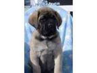 Mastiff Puppy for sale in Lewisburg, PA, USA