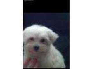 Maltese Puppy for sale in Princeton, WV, USA