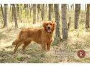 Golden Retriever Puppy for sale in Lancaster, MN, USA