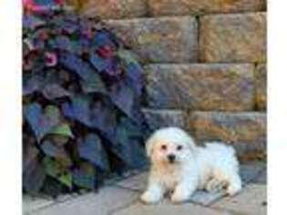 Bichon Frise Puppy for sale in Gap, PA, USA