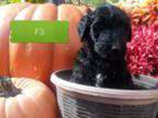 Labradoodle Puppy for sale in Wadesville, IN, USA