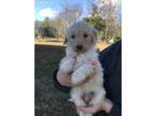 Goldendoodle Puppy for sale in Wagoner, OK, USA
