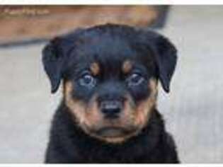 Rottweiler Puppy for sale in Vian, OK, USA
