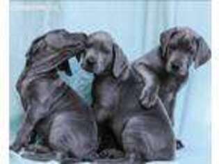 Great Dane Puppy for sale in Woodbridge, CT, USA