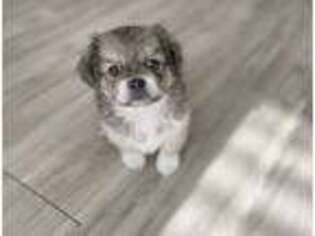 Pekingese Puppy for sale in Tampa, FL, USA