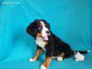 Bernese Mountain Dog Puppy for sale in North Collins, NY, USA
