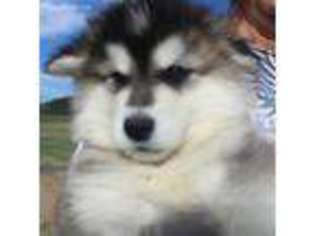 Native American Indian Dog Puppy for sale in Williston, ND, USA