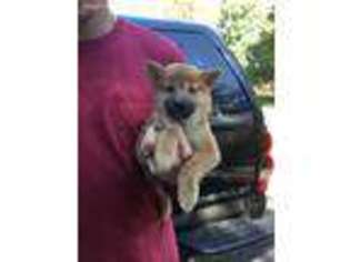Shiba Inu Puppy for sale in Wausau, WI, USA