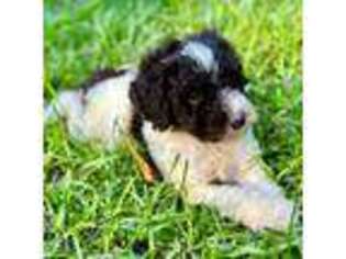 Mutt Puppy for sale in Ocean Springs, MS, USA