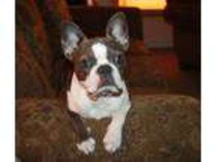 Boston Terrier Puppy for sale in EAST HADDAM, CT, USA