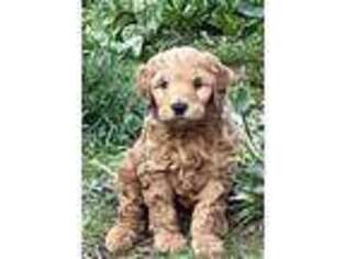 Goldendoodle Puppy for sale in Iron Mountain, MI, USA
