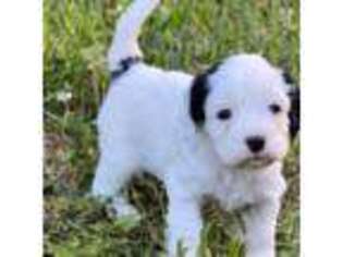 Cavapoo Puppy for sale in Bradyville, TN, USA