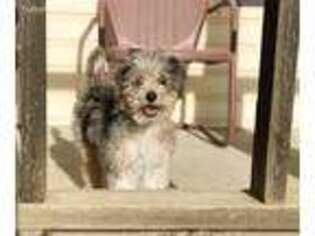 Bernese Mountain Dog Puppy for sale in Manhattan, KS, USA