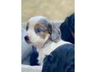 Dachshund Puppy for sale in Gallant, AL, USA