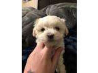 Maltese Puppy for sale in Shawnee, KS, USA