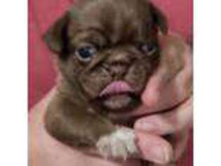 Pug Puppy for sale in Wallace, SC, USA