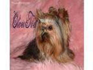 Yorkshire Terrier Puppy for sale in Herman, NE, USA
