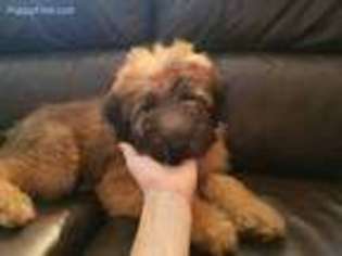 Soft Coated Wheaten Terrier Puppy for sale in Fort Lauderdale, FL, USA