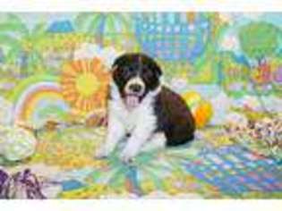 Border Collie Puppy for sale in Pulaski, NY, USA