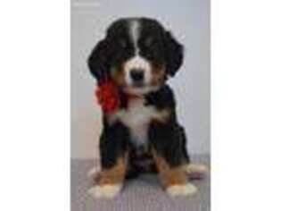 Bernese Mountain Dog Puppy for sale in Warsaw, NY, USA