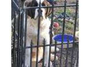 Saint Bernard Puppy for sale in Gilbertsville, PA, USA