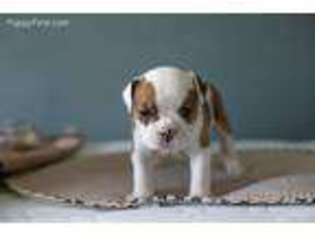 Olde English Bulldogge Puppy for sale in Lutz, FL, USA