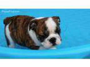 Bulldog Puppy for sale in Dryden, MI, USA