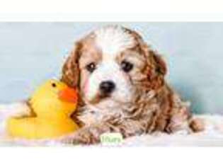 Cavapoo Puppy for sale in Lima, OH, USA