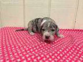 Great Dane Puppy for sale in Marysville, OH, USA