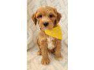 Goldendoodle Puppy for sale in Richland, WA, USA