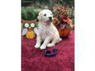 Mutt Puppy for sale in Helena, GA, USA