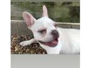 French Bulldog Puppy for sale in Richmond, TX, USA