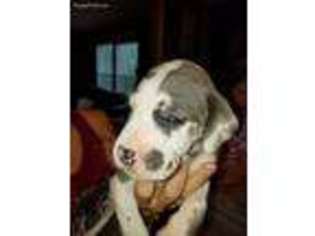 Great Dane Puppy for sale in Gold Hill, NC, USA